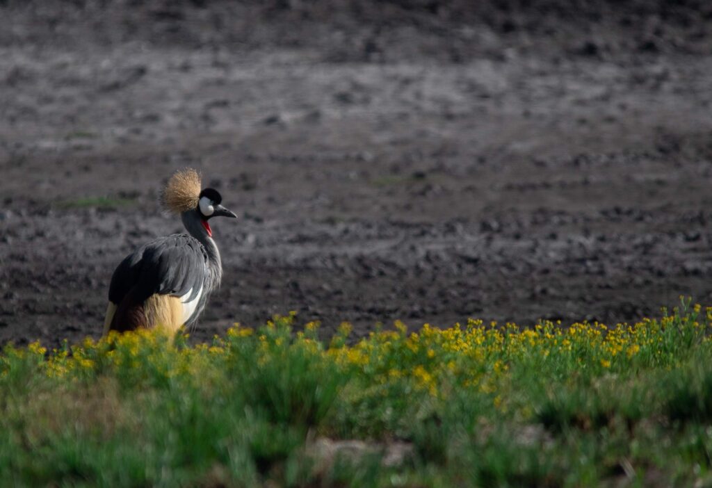 Liuwa-Mobile-Safari---Reel-Nature---High-Quality-(2)