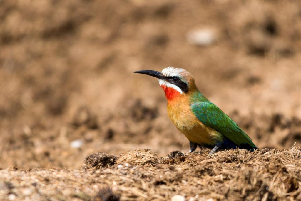 South-Africa---Wild-Parker-Safaris--38