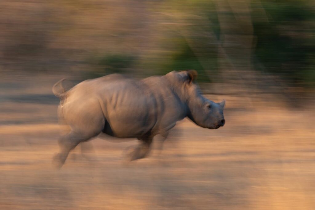 South-Africa---Wild-Parker-Safaris--40